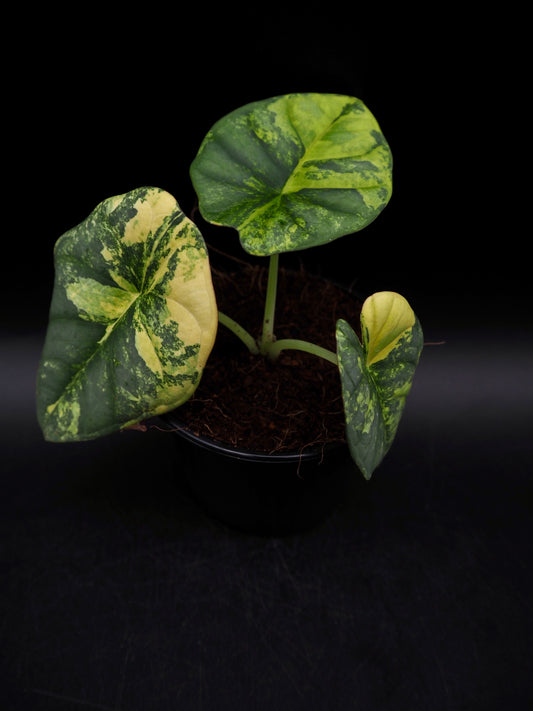 Alocasia Nebula Aurea