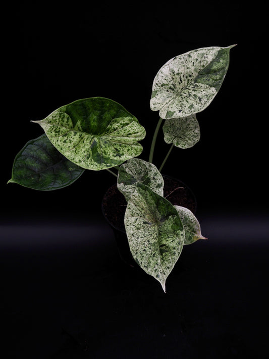 Alocasia Dragon Scale Menthe Variegata