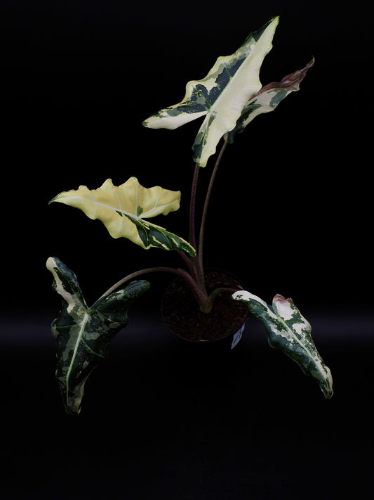 Alocasia Sarian Albo