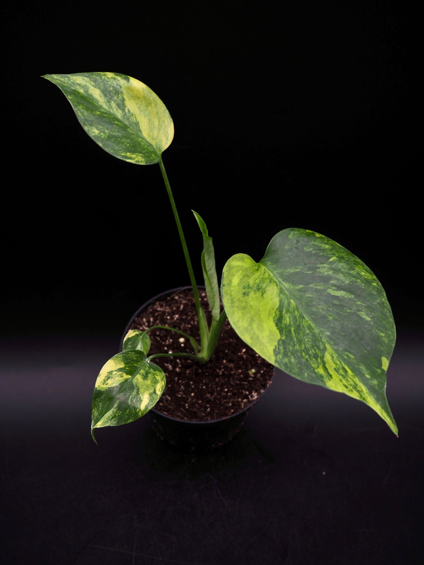 Monstera Yellow Marylin