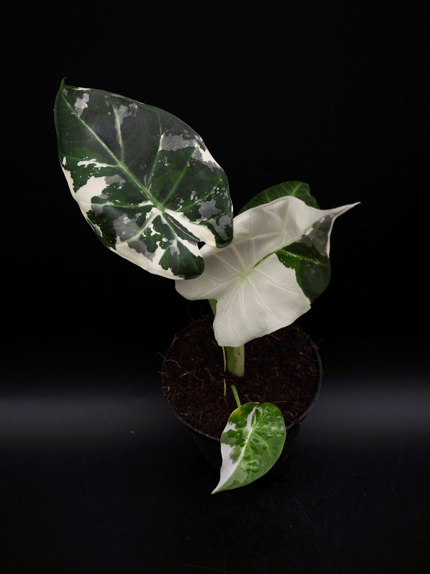 Alocasia Regal Shield Albo