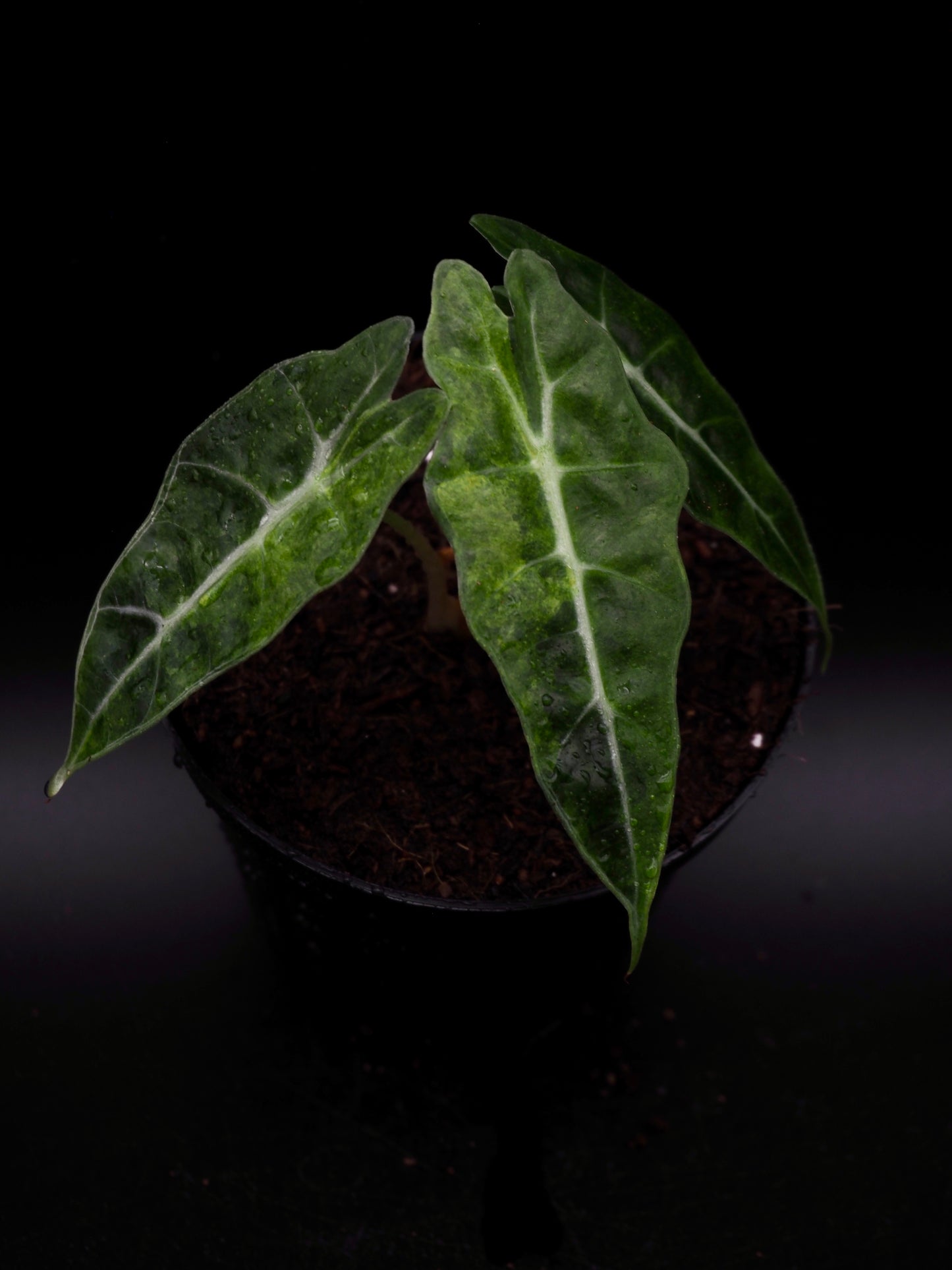 Alocasia Polly Splash