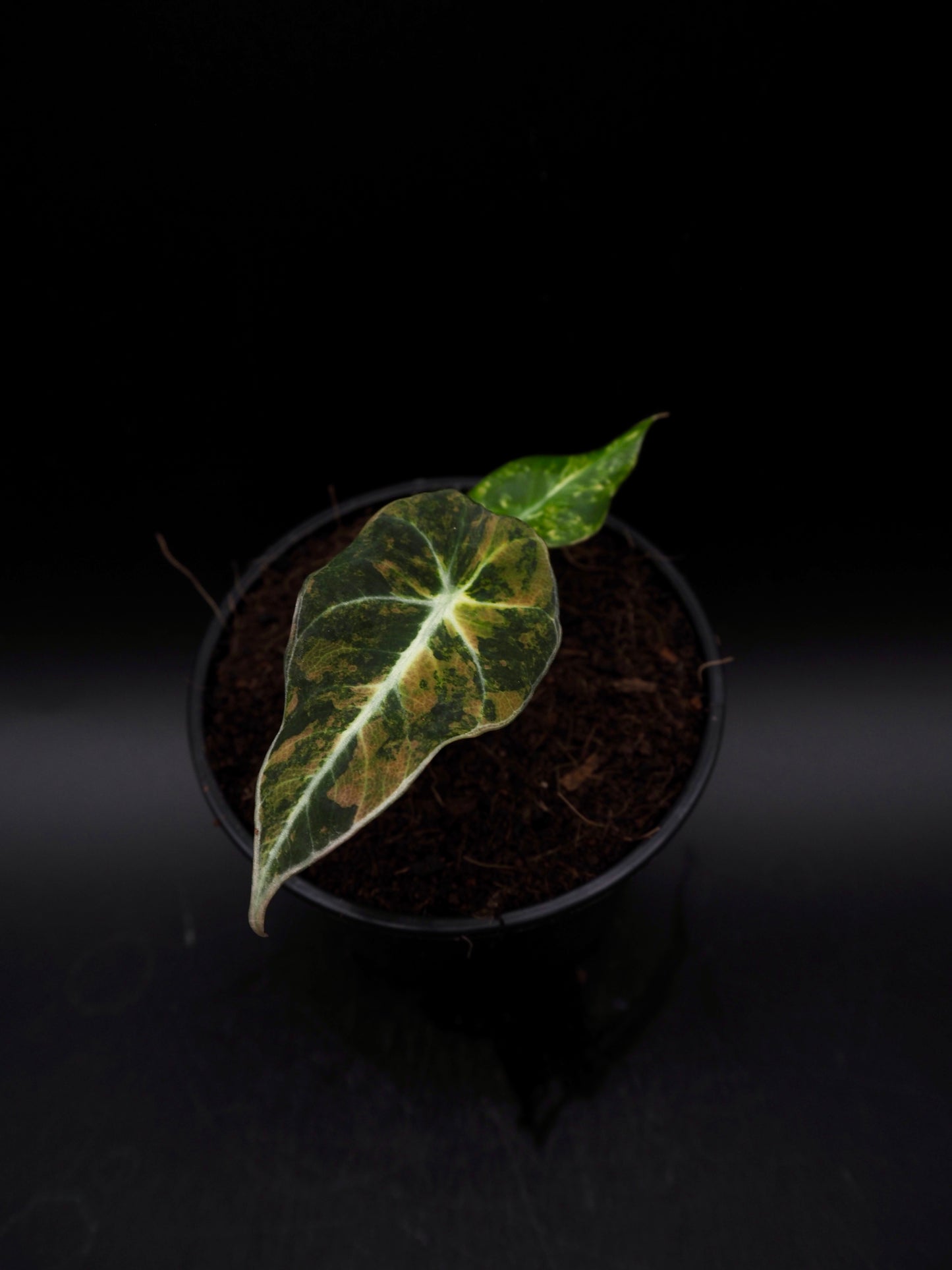 Alocasia Black Velvet Aurea