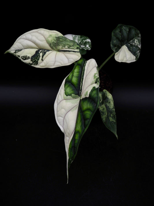 Alocasia Dragon Scale Albo Variegata