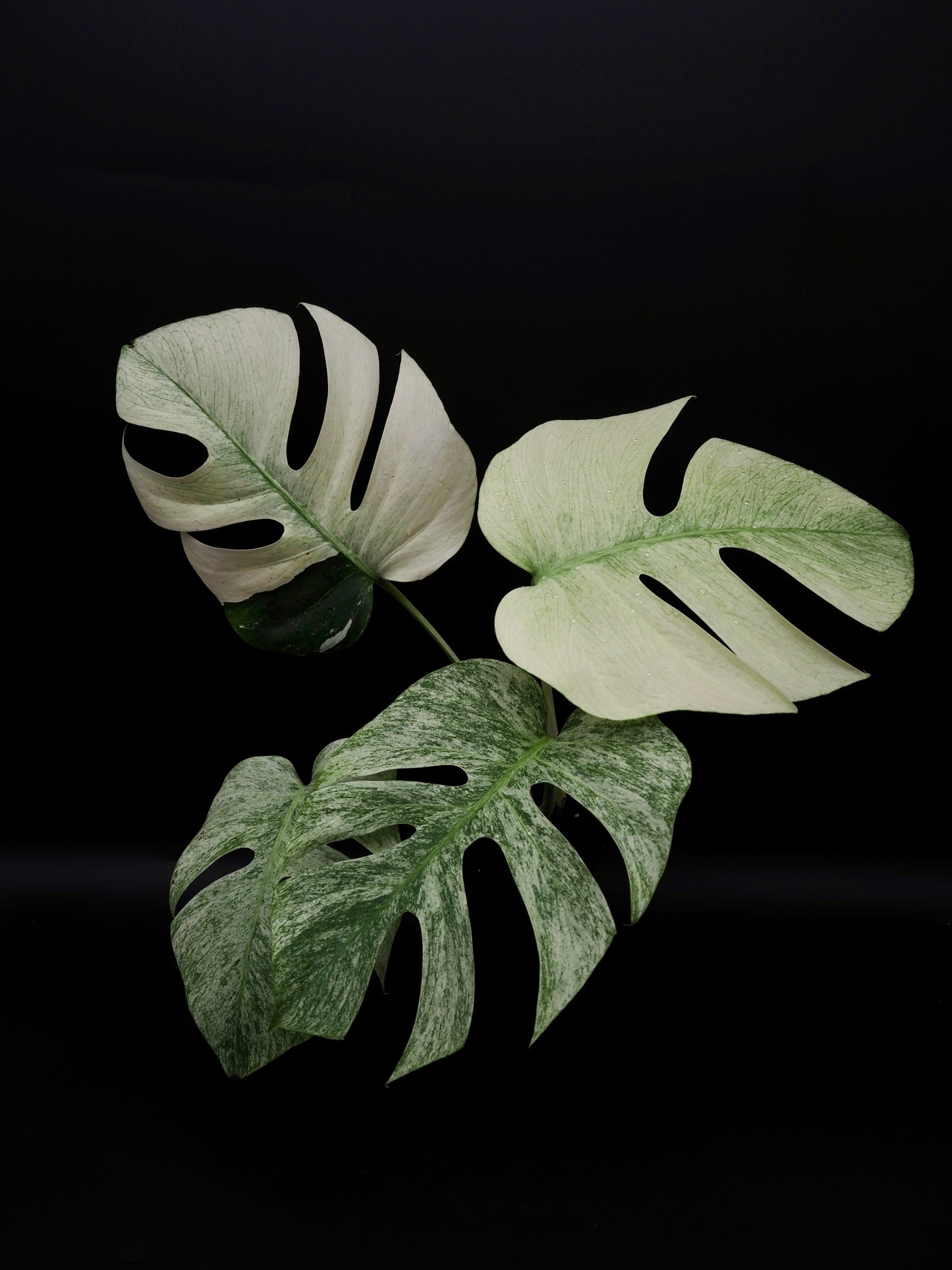 Monstera Deliciosa Jungle Mint