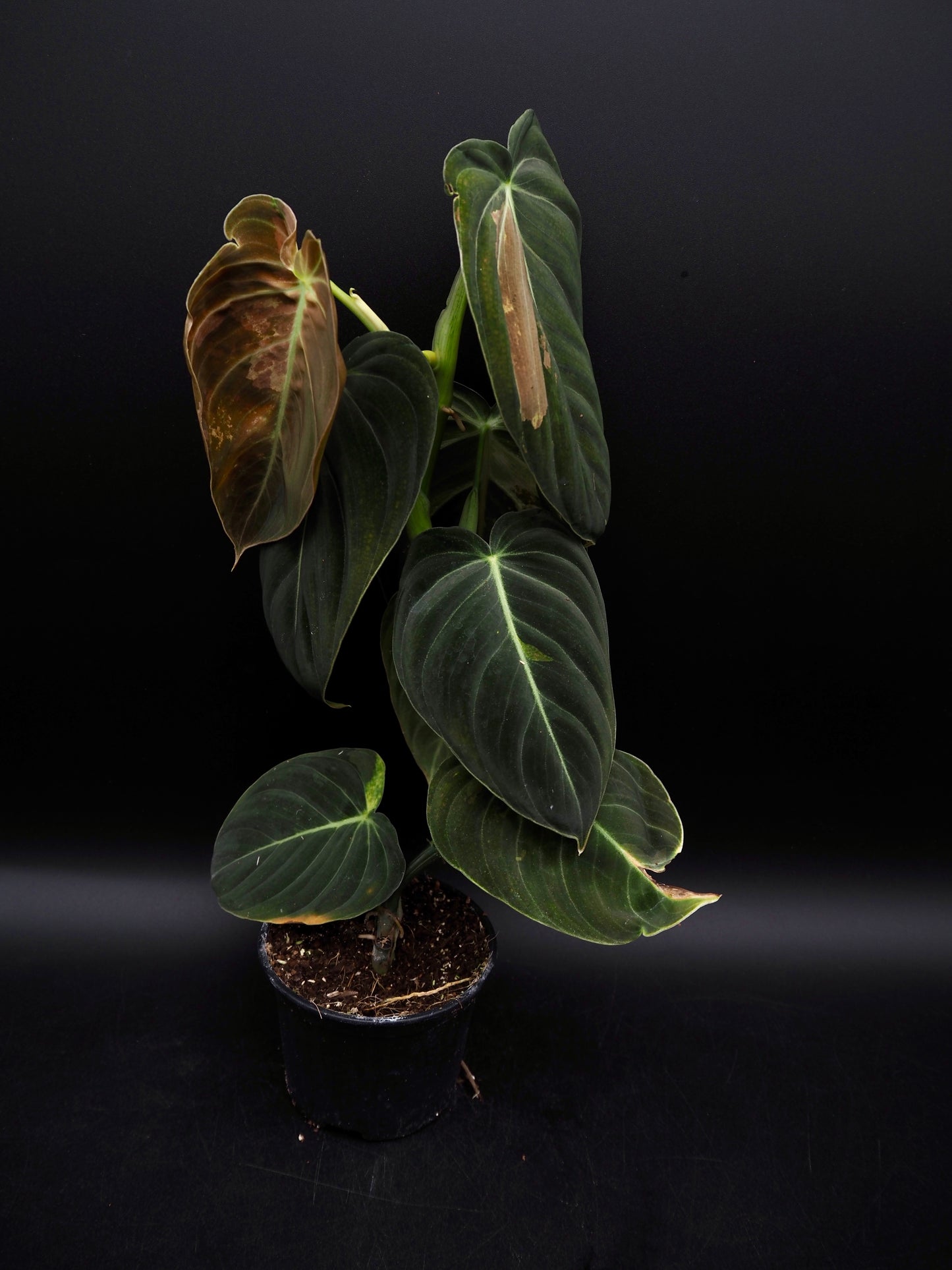 Philodendron Melanochrysum Variegata