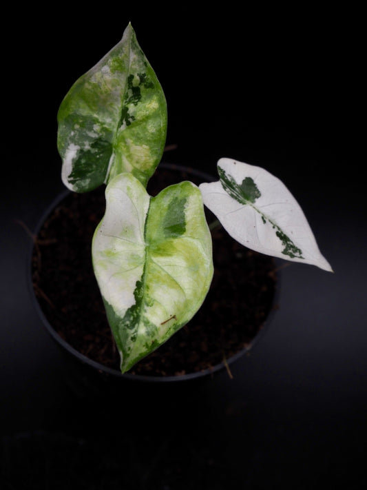 Alocasia Frydek Tricolor