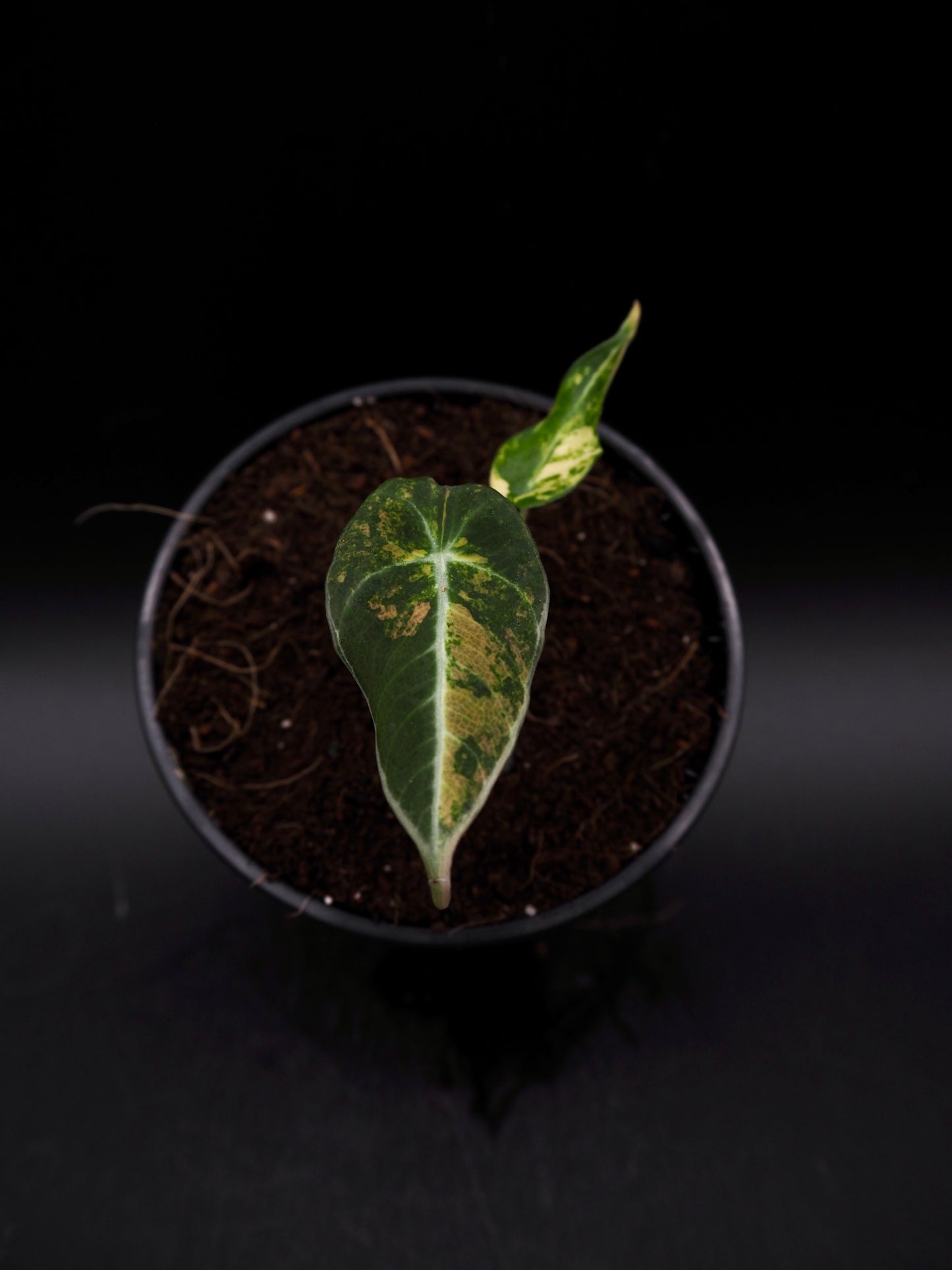 Alocasia Black Velvet Aurea