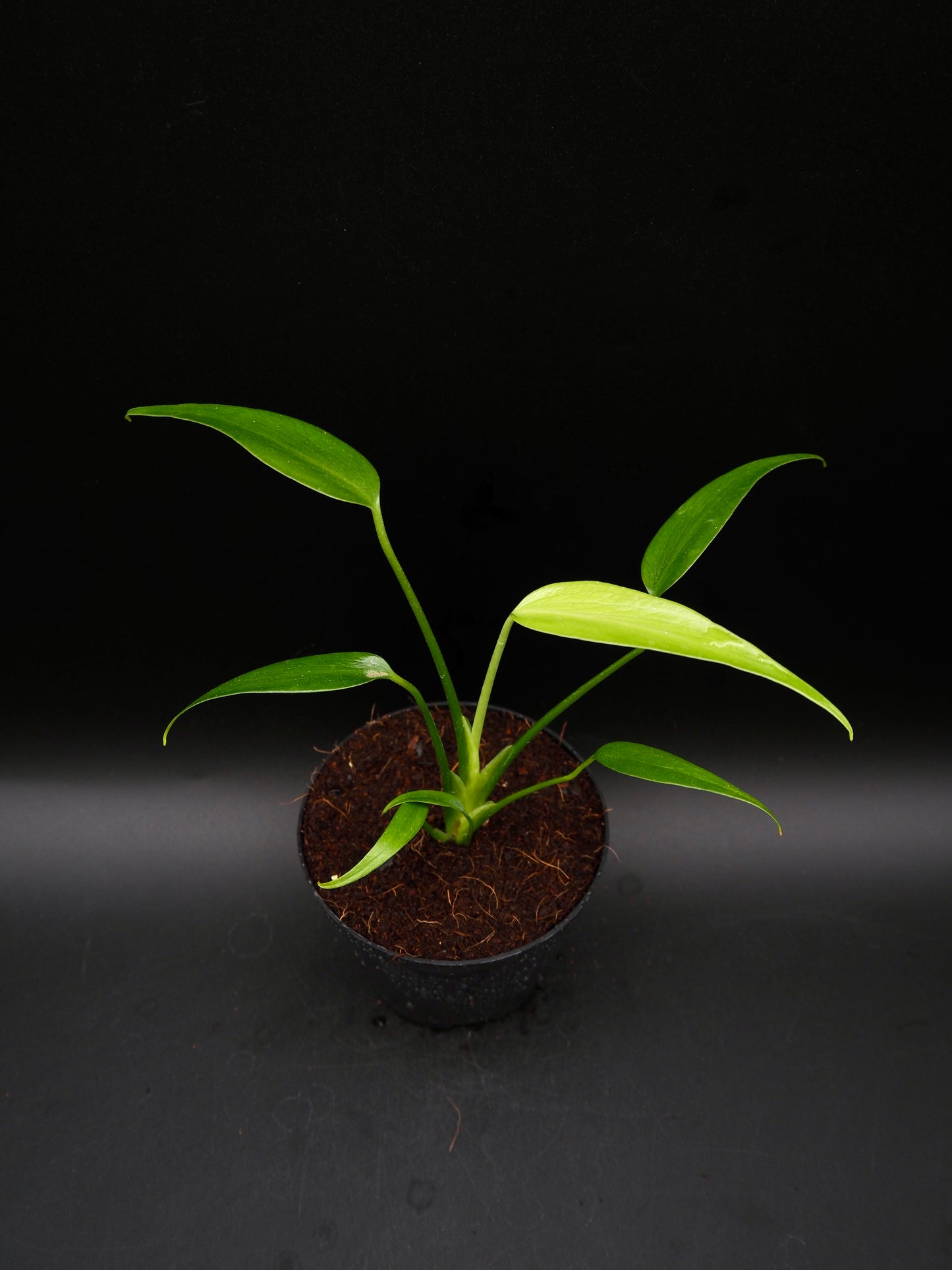 Monstera Burle Marx Flame