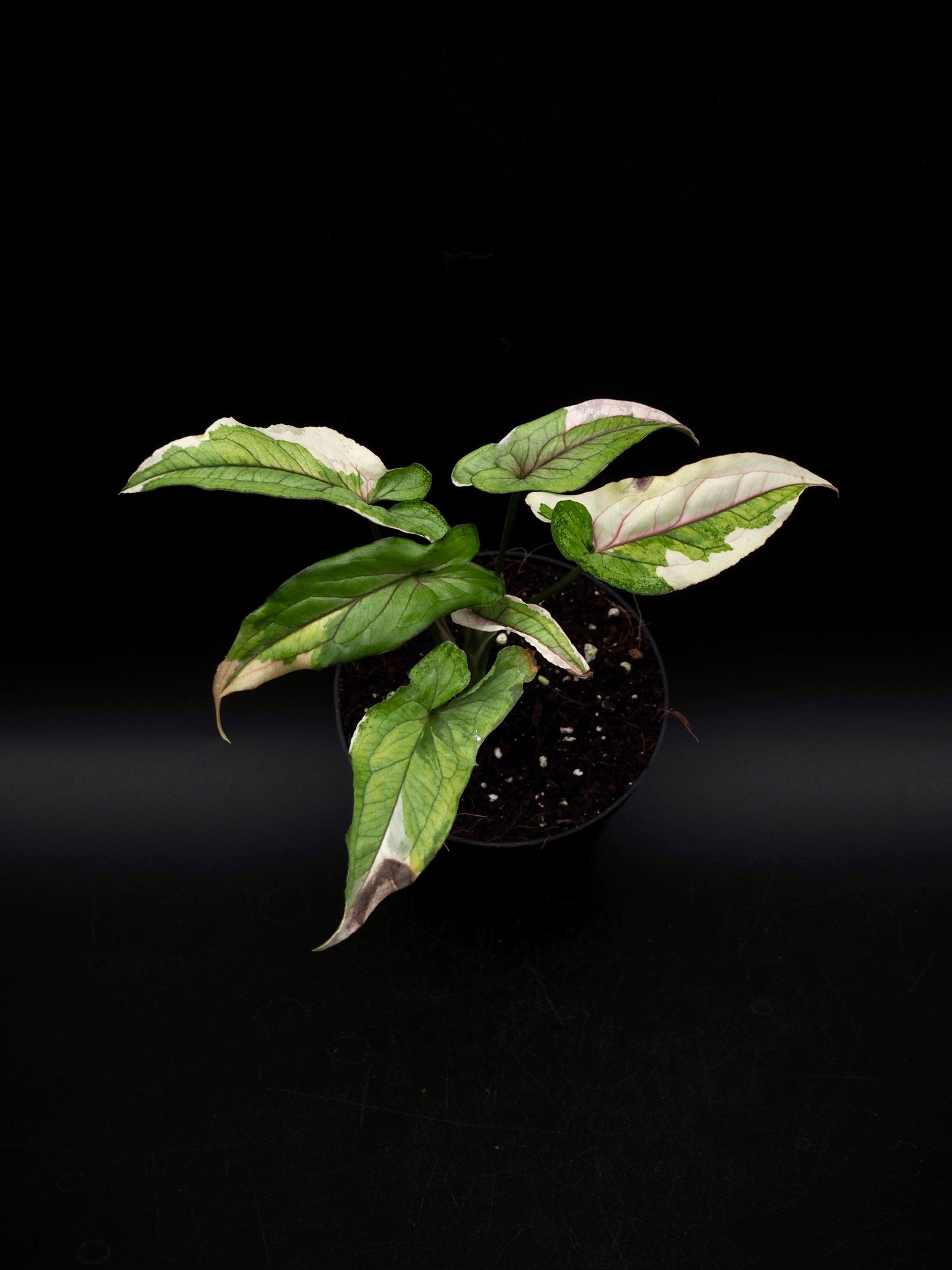 Syngonium White Princess