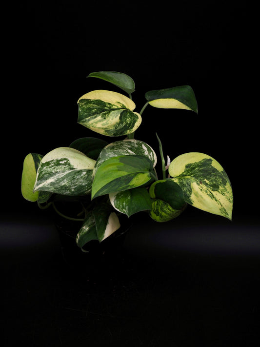 Scindapsus Jade Satin Variegata