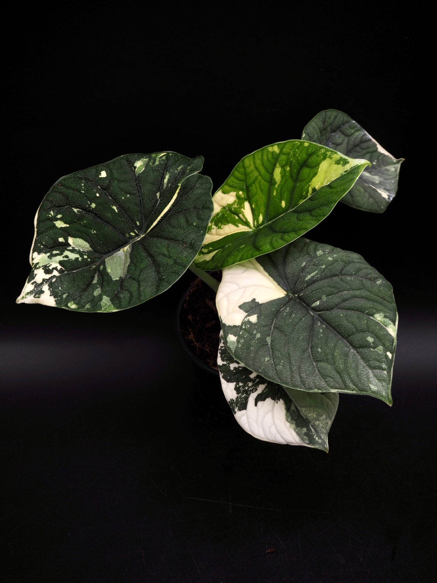 Alocasia Melo Albo