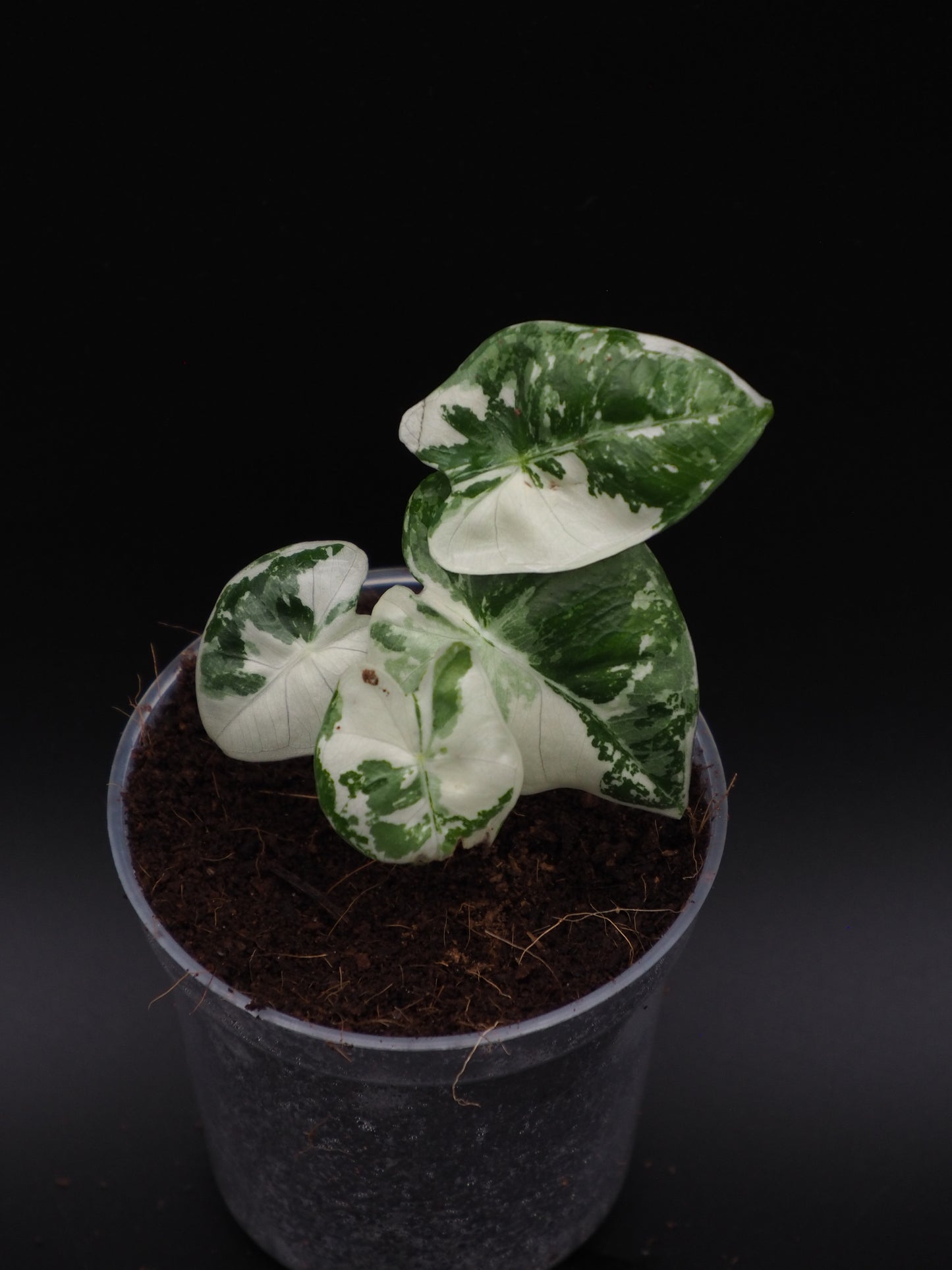 Alocasia Frydek Variegata