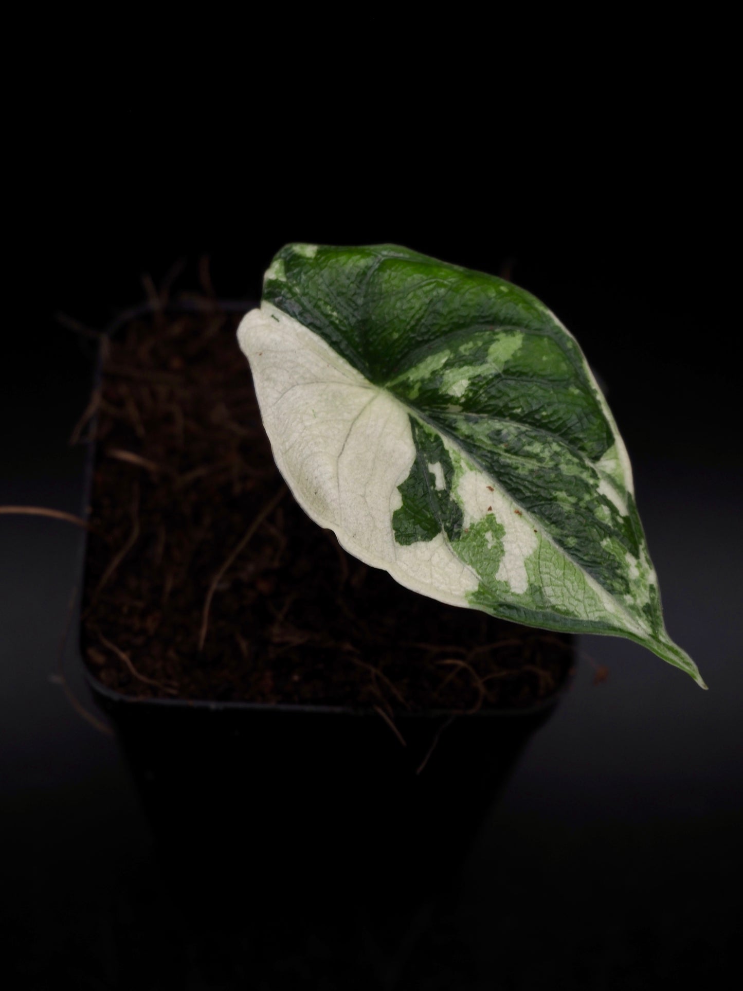 Alocasia Melo Albo