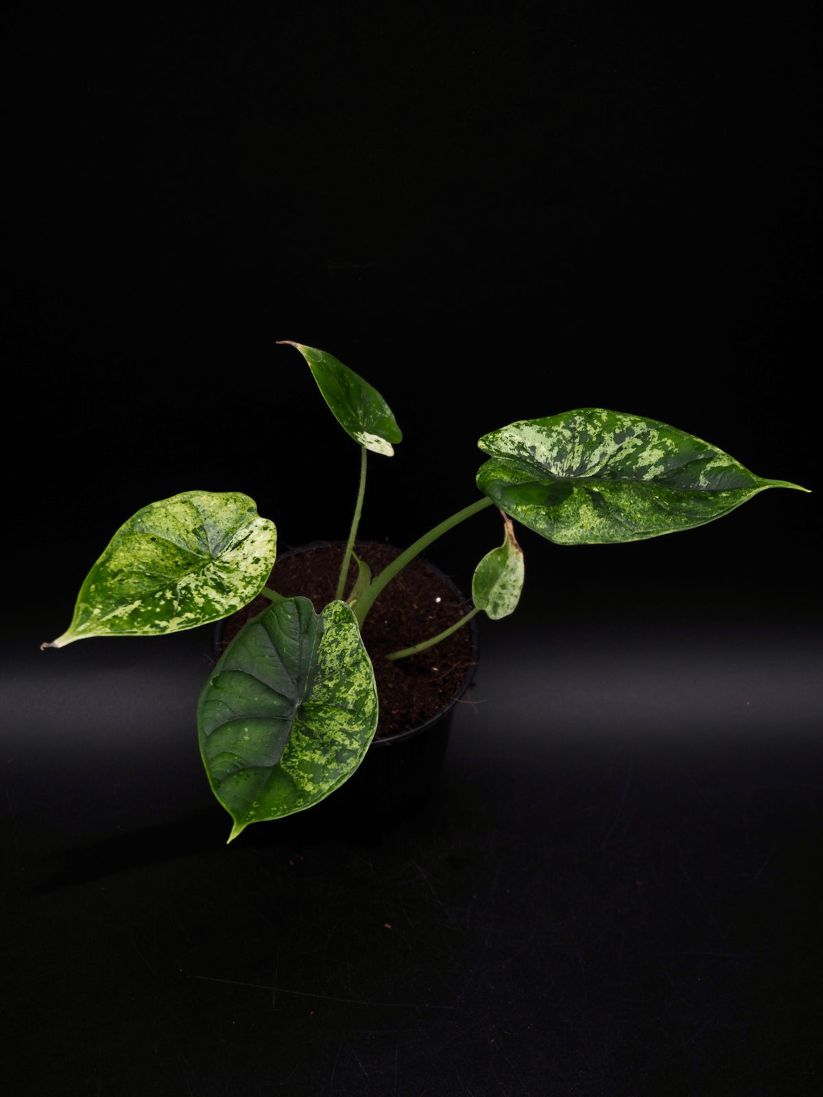 Alocasia Dragon Scale Mint Variegata