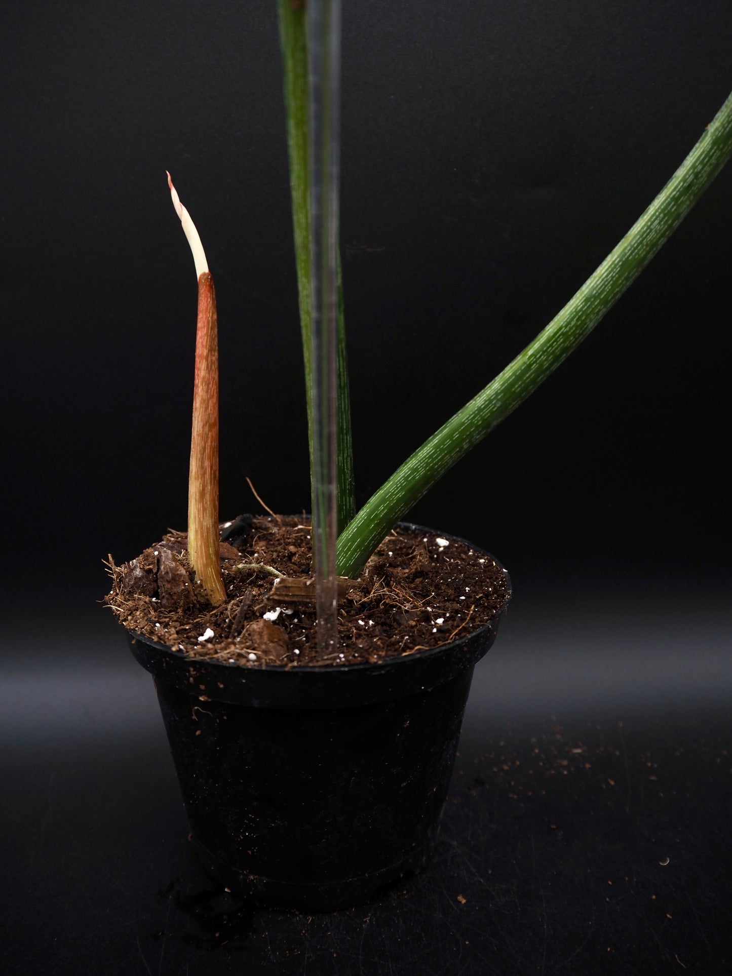 Philodendron Gloriosum Aurea