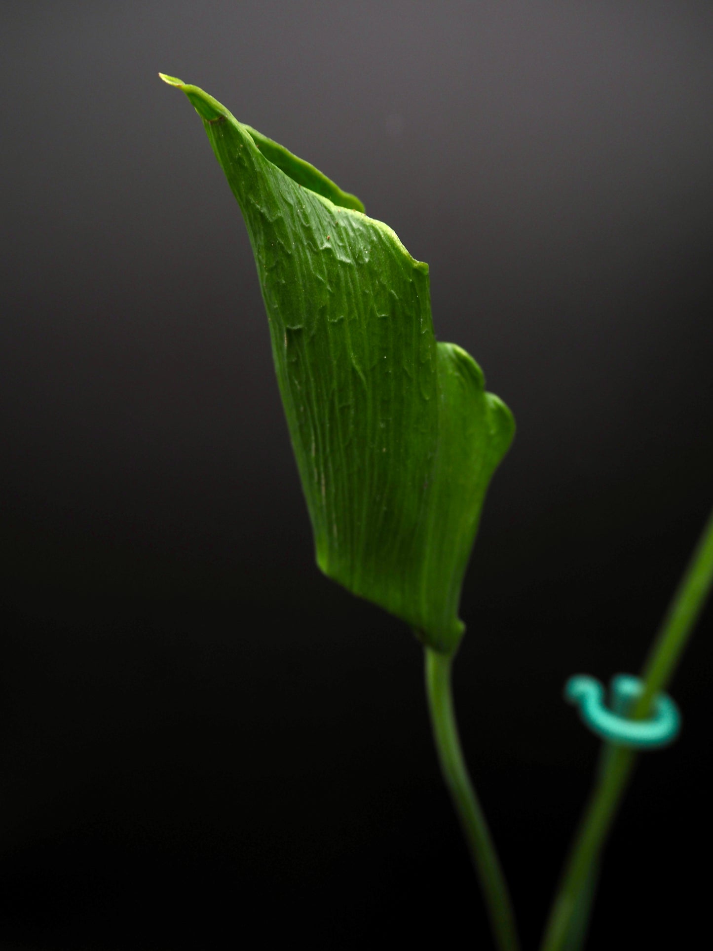 Monstera Unniiae
