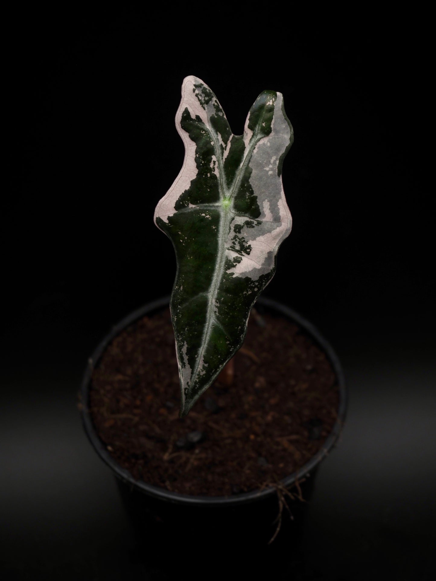 Alocasia Nobilis Pink