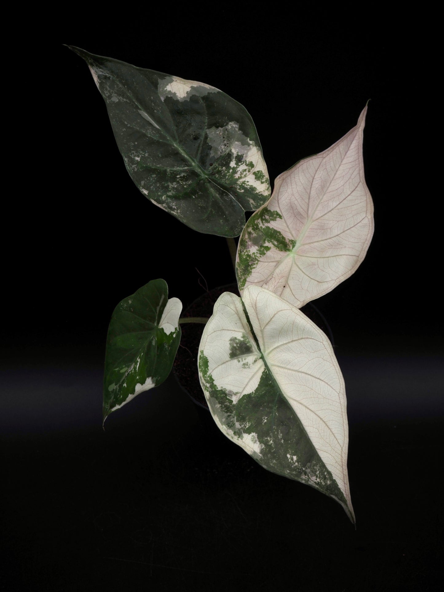 Alocasia Wentii Albo/Pink