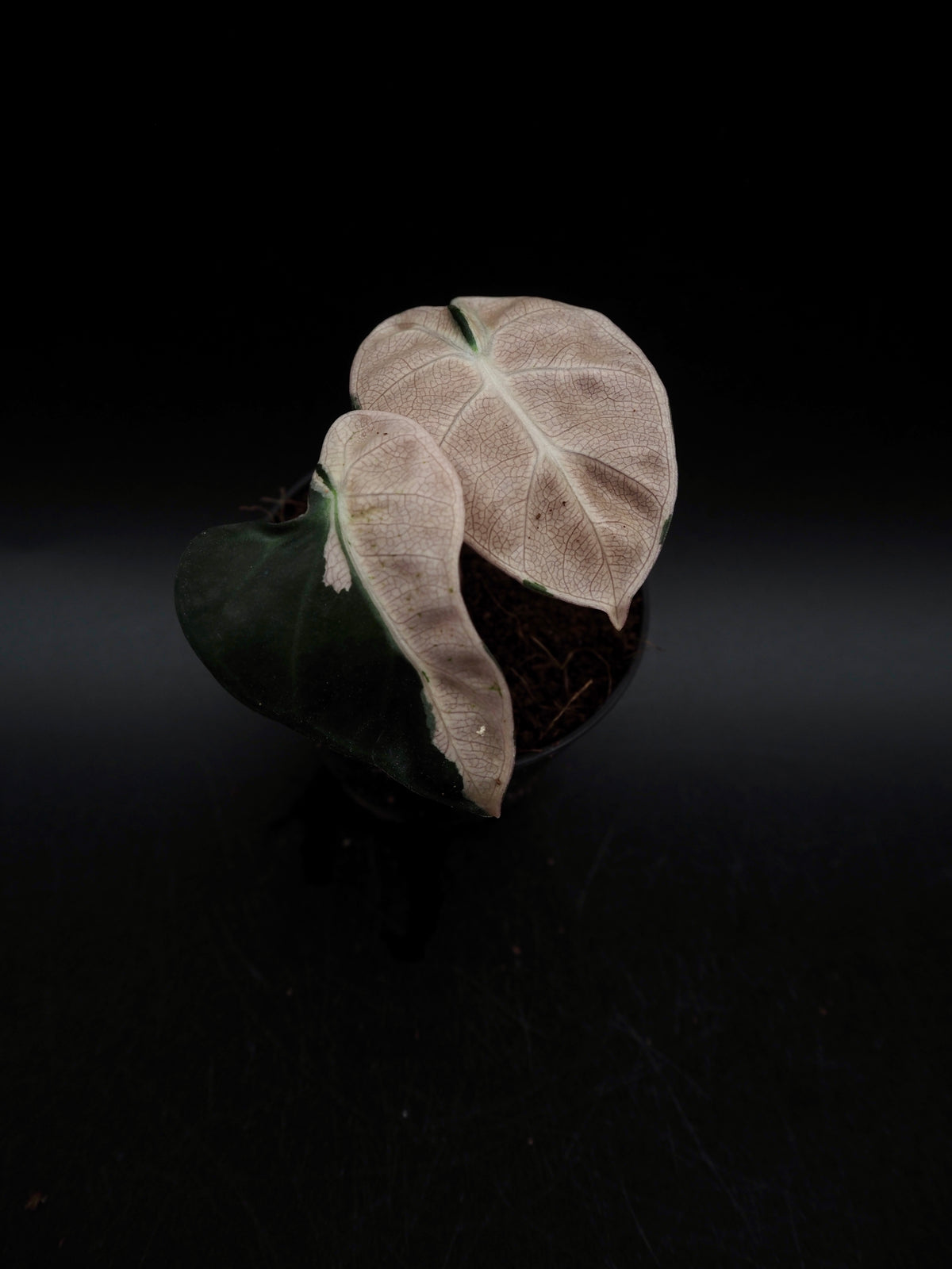 Alocasia Baloon Heart Pink
