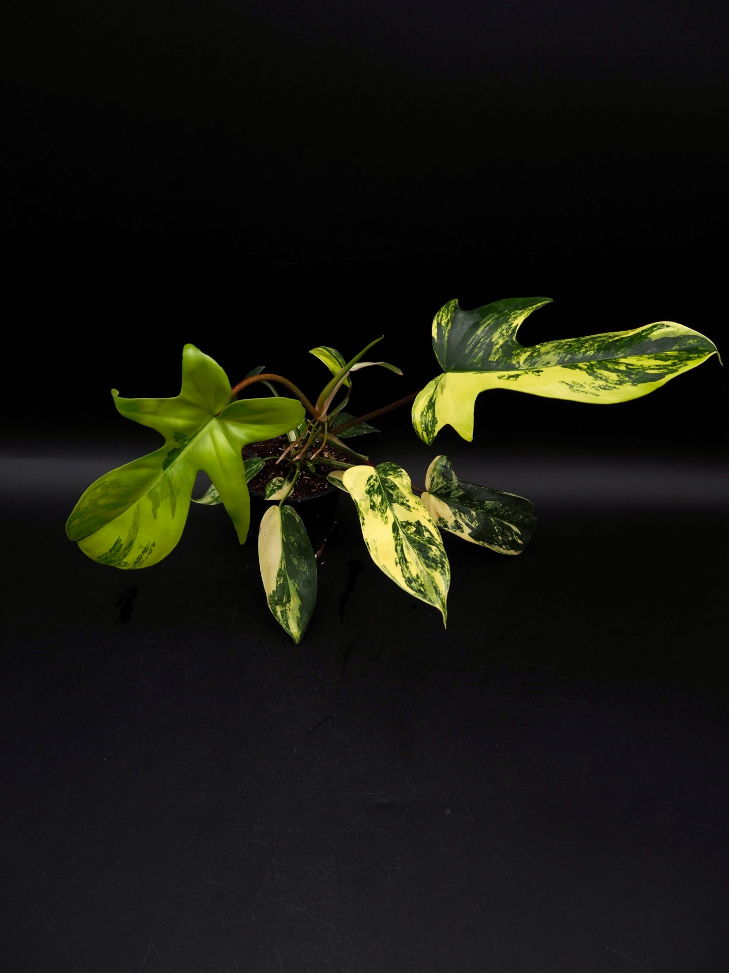 Philodendron Florida Beauty