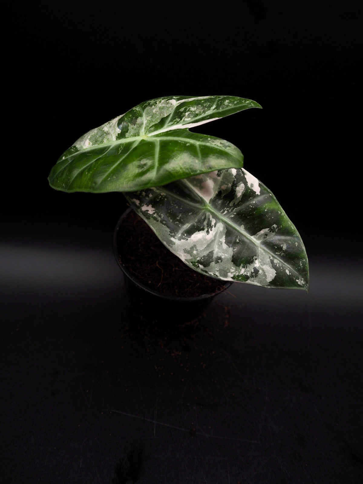 Alocasia Pink Dragon Albo Variegata