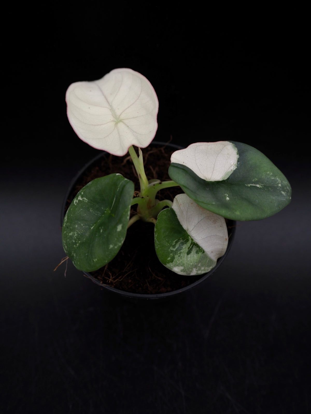Alocasia Nebula Albo Pink Variegata