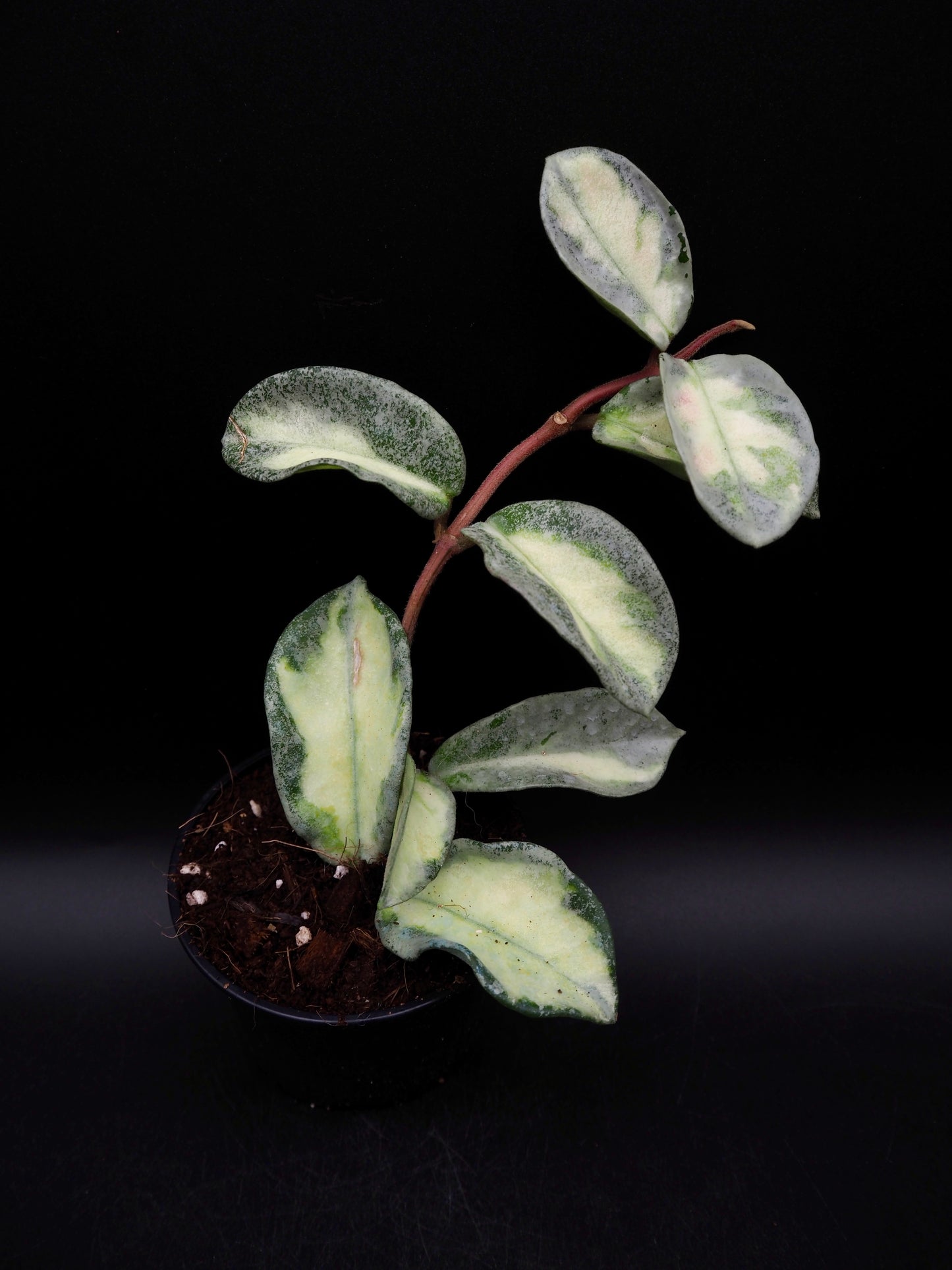 Hoya Argentea Princess