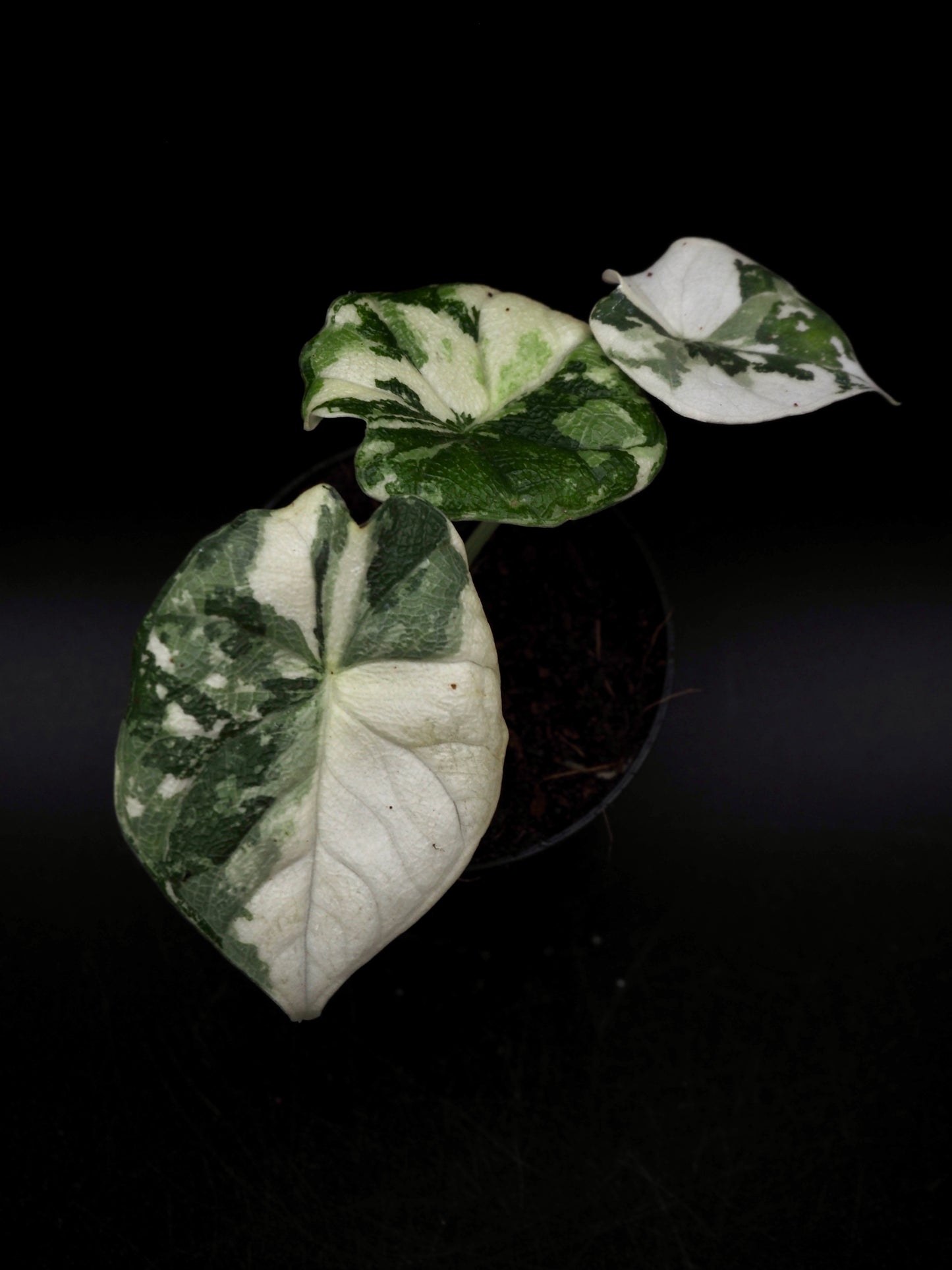 Alocasia Melo Albo