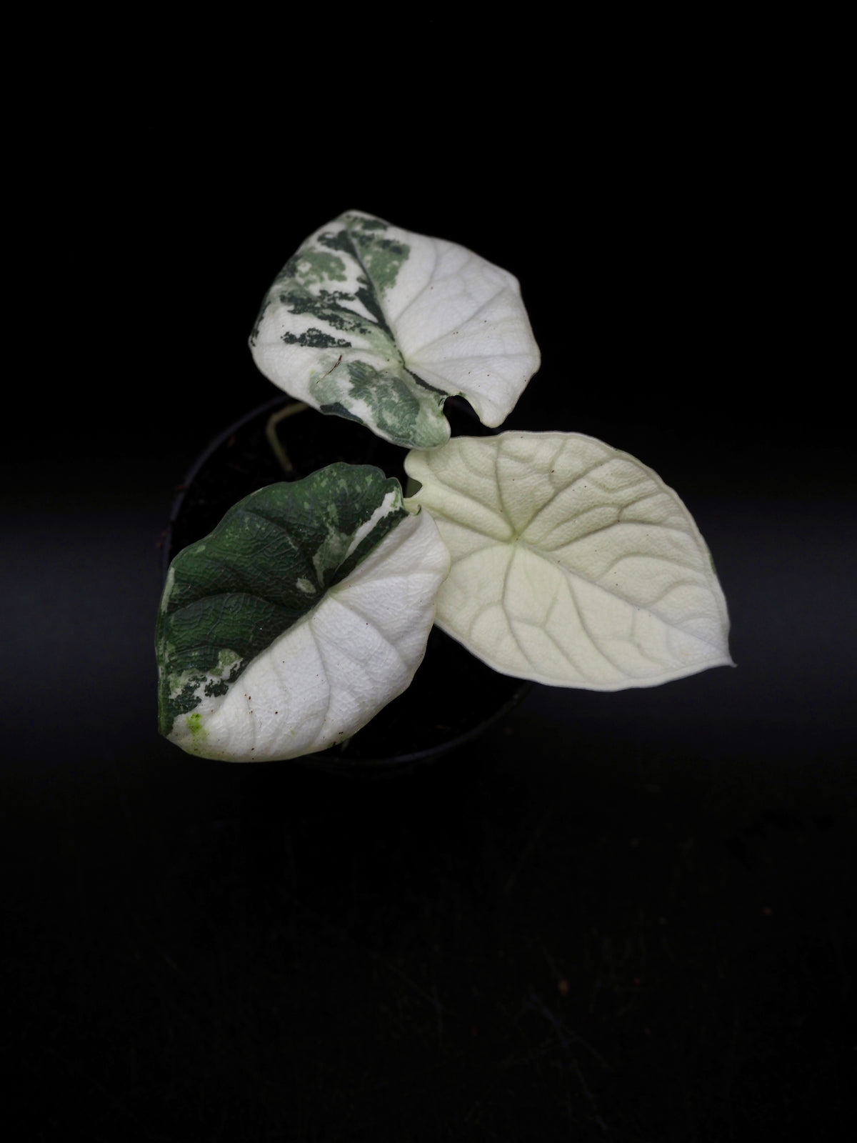 Alocasia Melo Albo Variegata