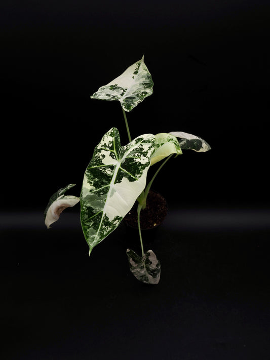 Alocasia Frydek Variegata