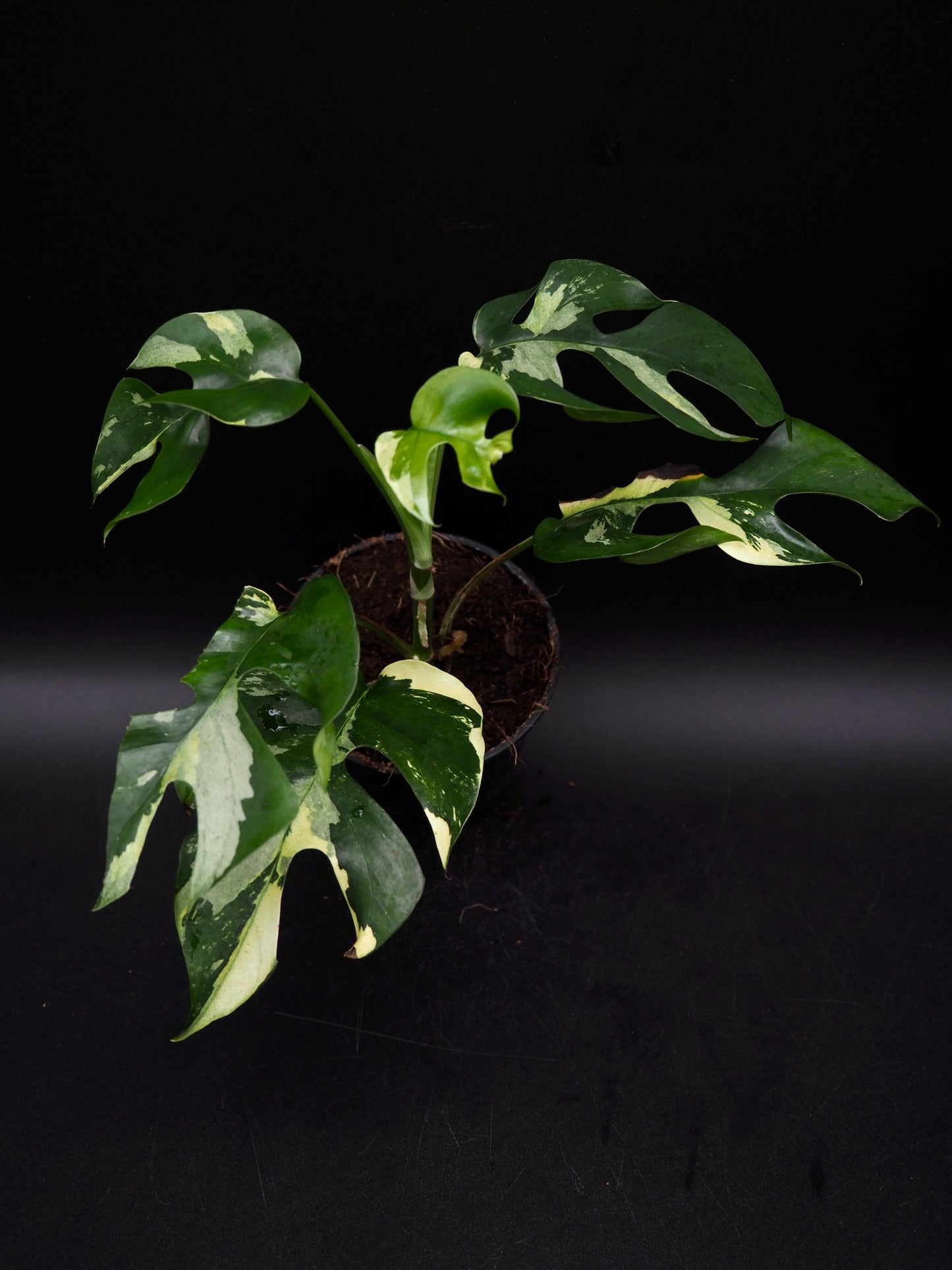 Rhaphidophora Tetrasperma Variegata