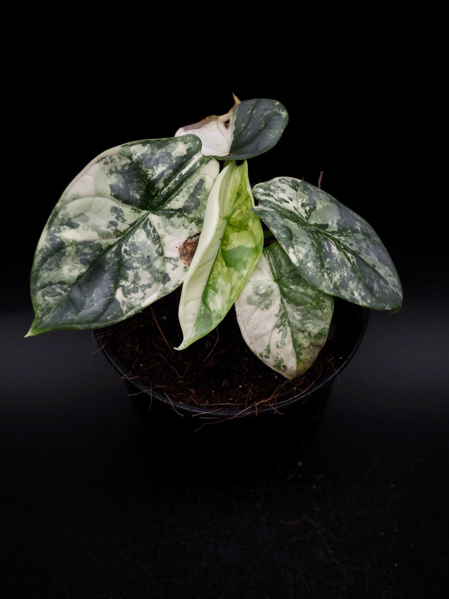Alocasia Silver Dragon Albo