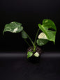 Monstera Deliciosa Monstre Blanc