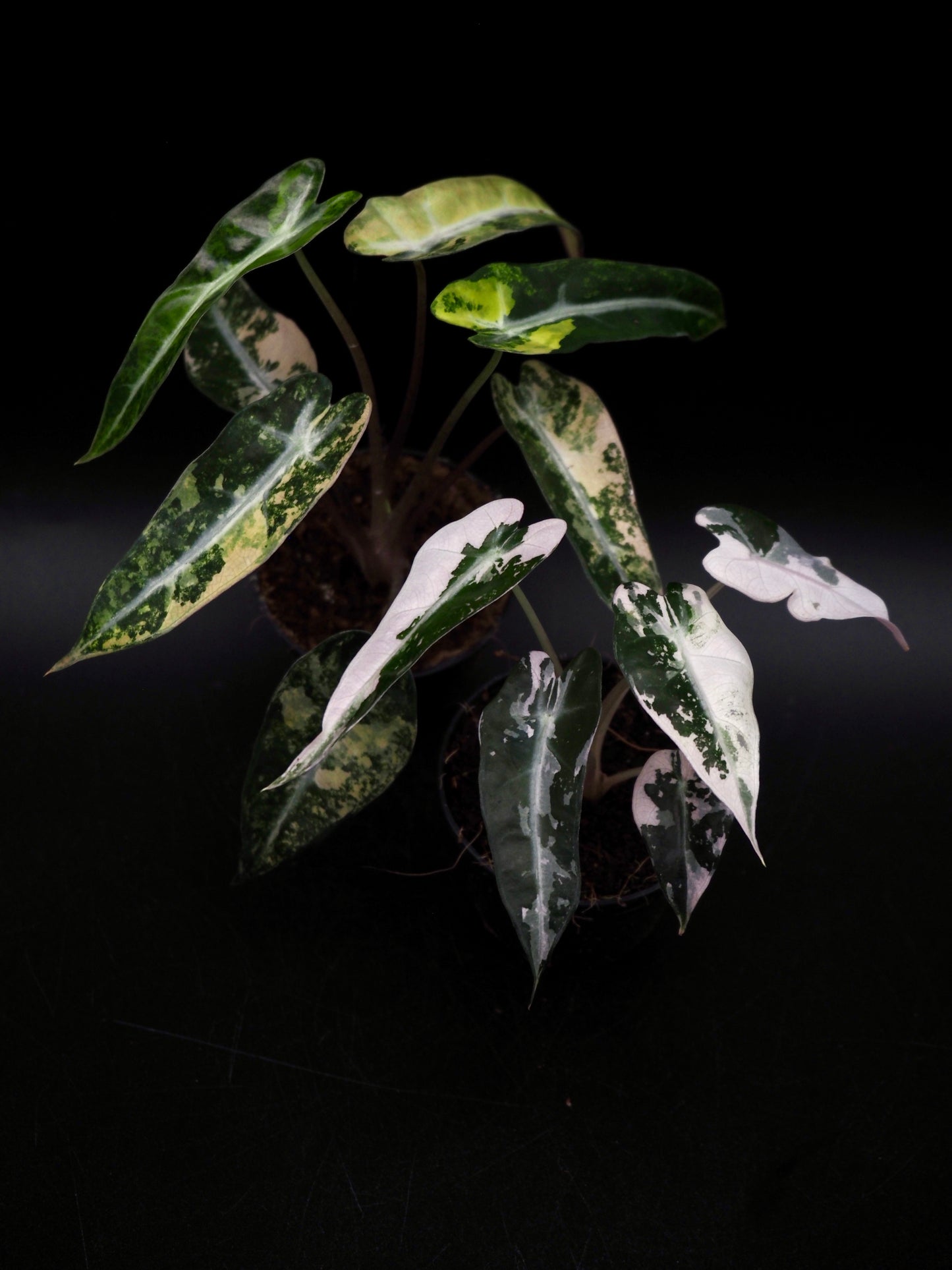 Alocasia Bambino Pink/Aurea Bundle Growers Choice