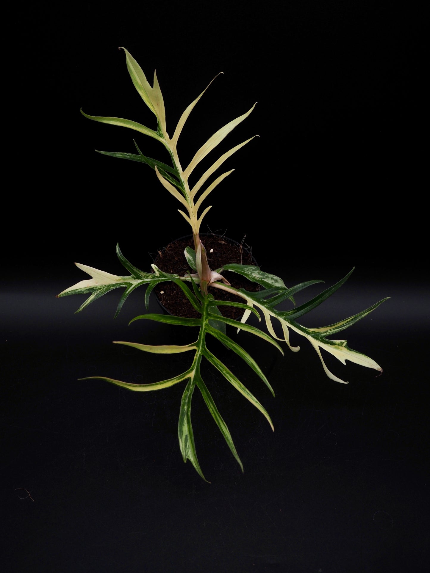 Philodendron Tortum Aurea