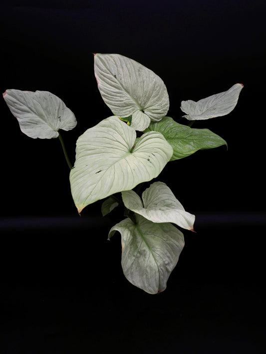 Philodendron Mamei Variegata
