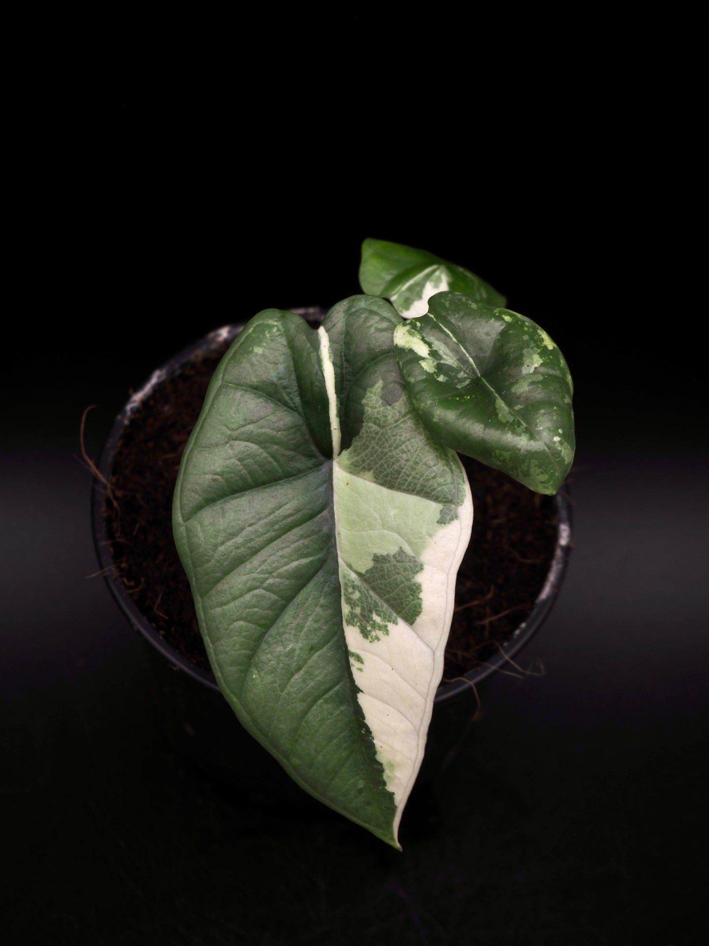 Alocasia Platinum Albo