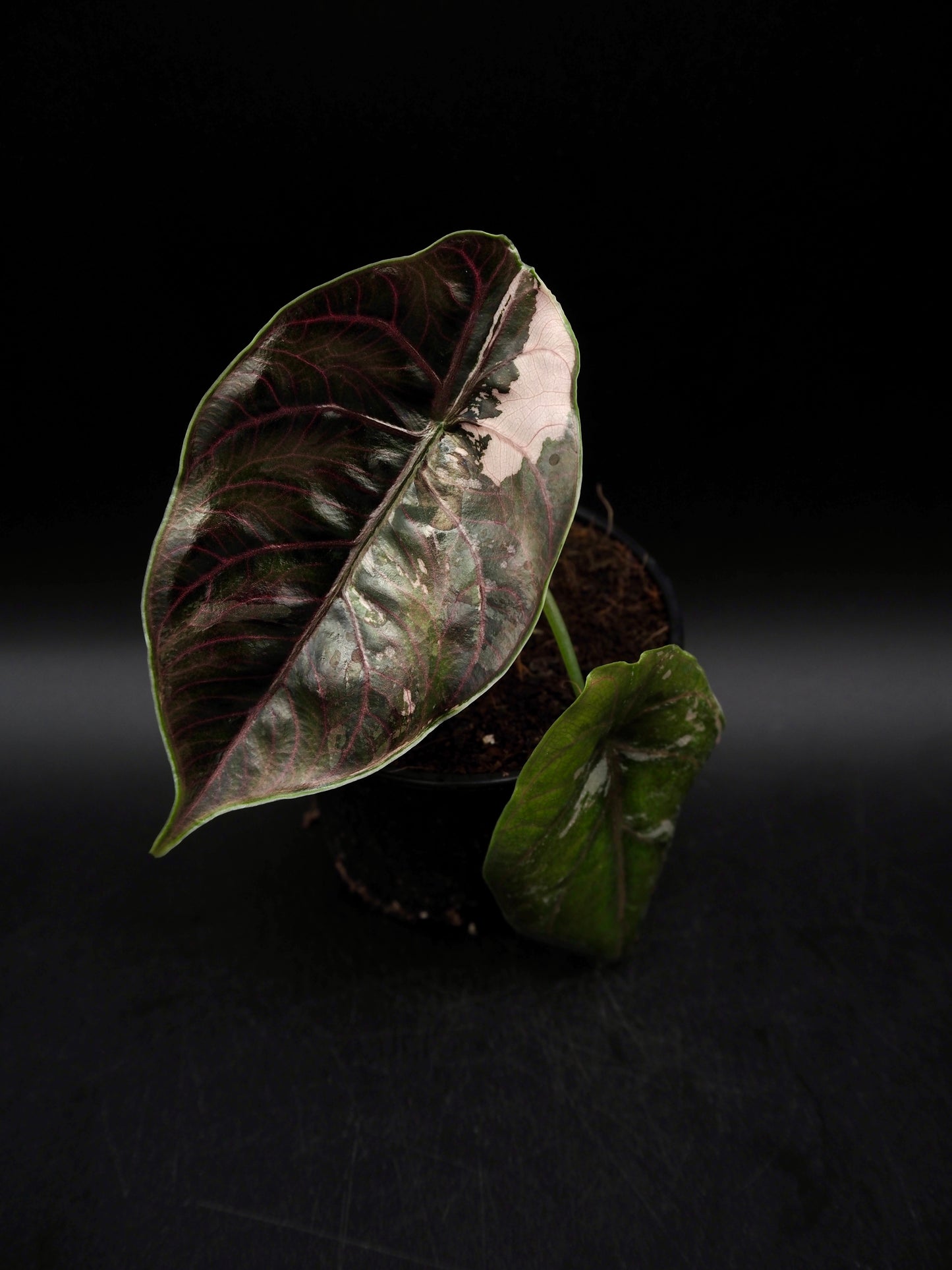Alocasia Azlanii Pink