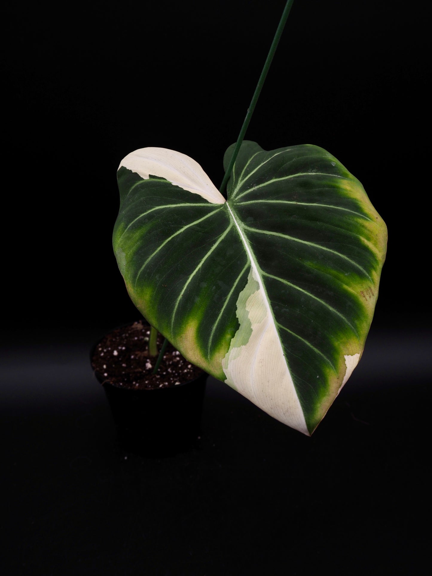 Philodendron Gloriosum Albo Variegata