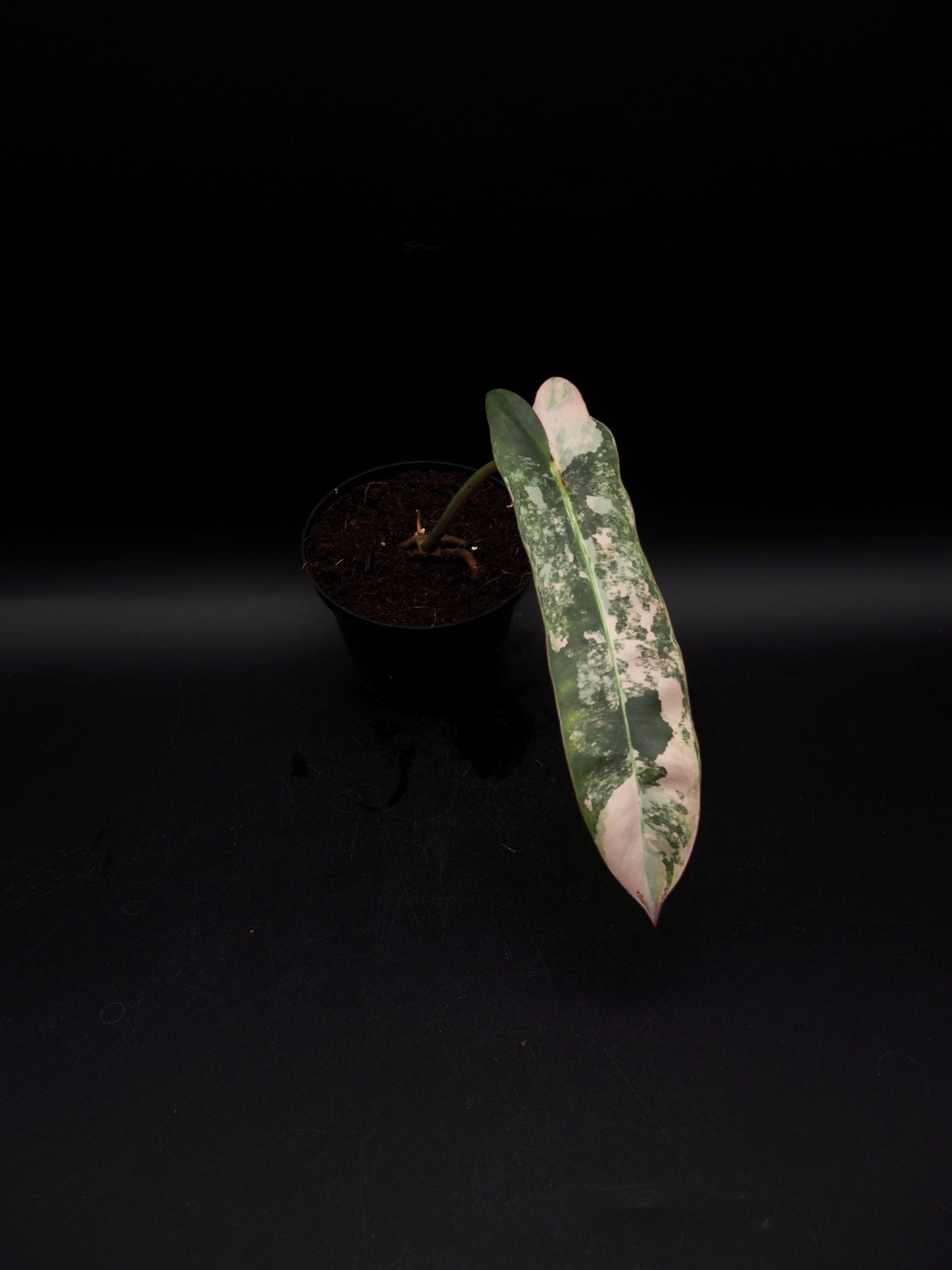 Philodendron Atabapoense Pink