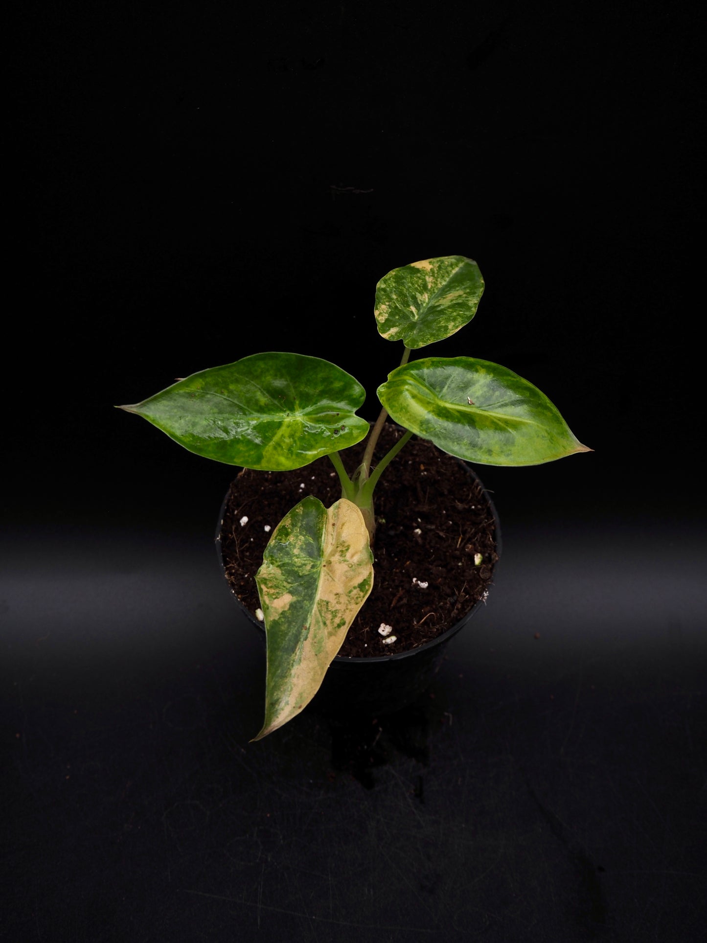 Alocasia Wentii Sunset Aurea