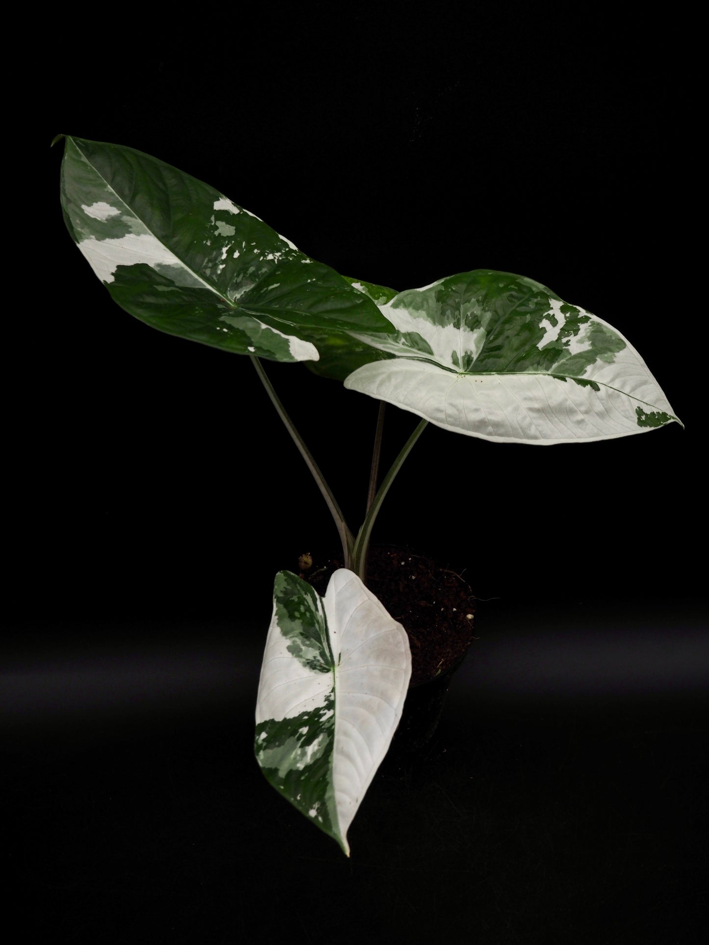 Alocasia Fornicata Albo