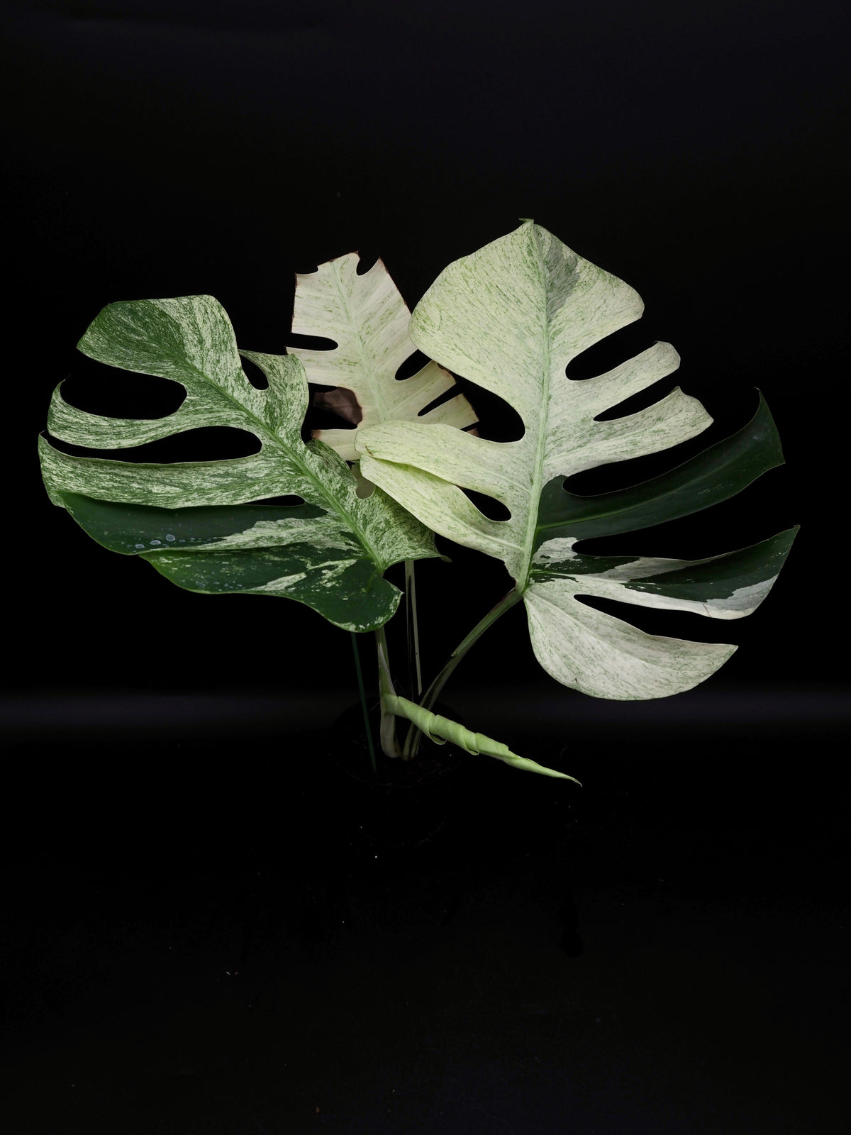 Monstera Deliciosa Jungle Mint