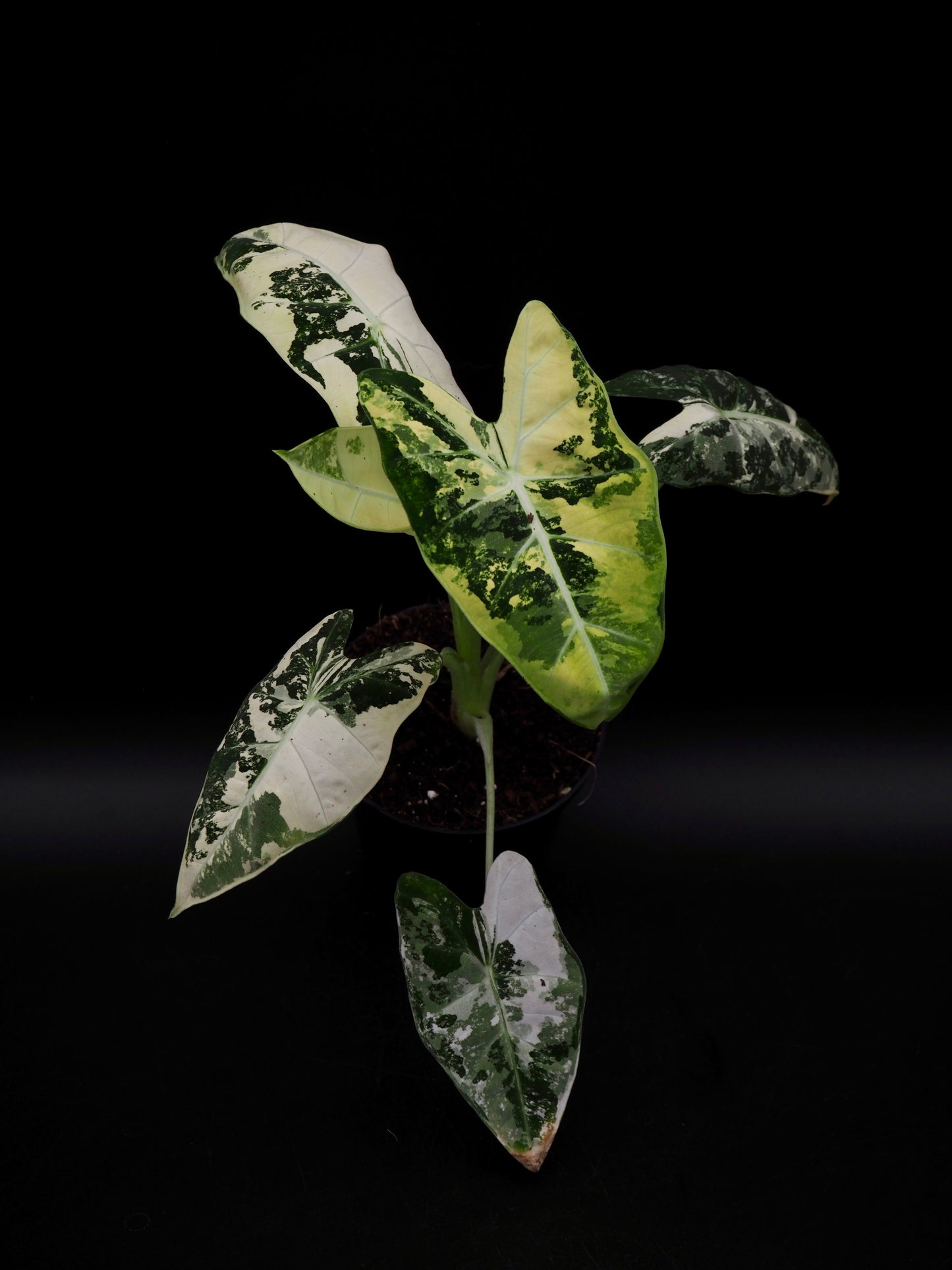 Alocasia Frydek Variegata