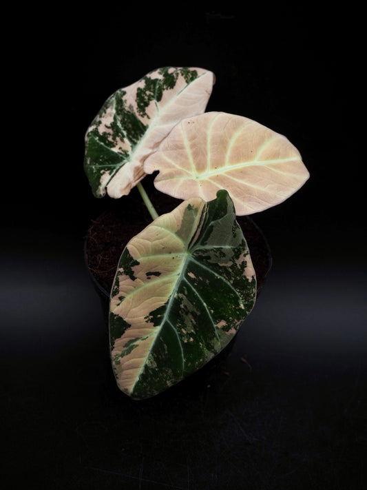 Alocasia Black Velvet Pink
