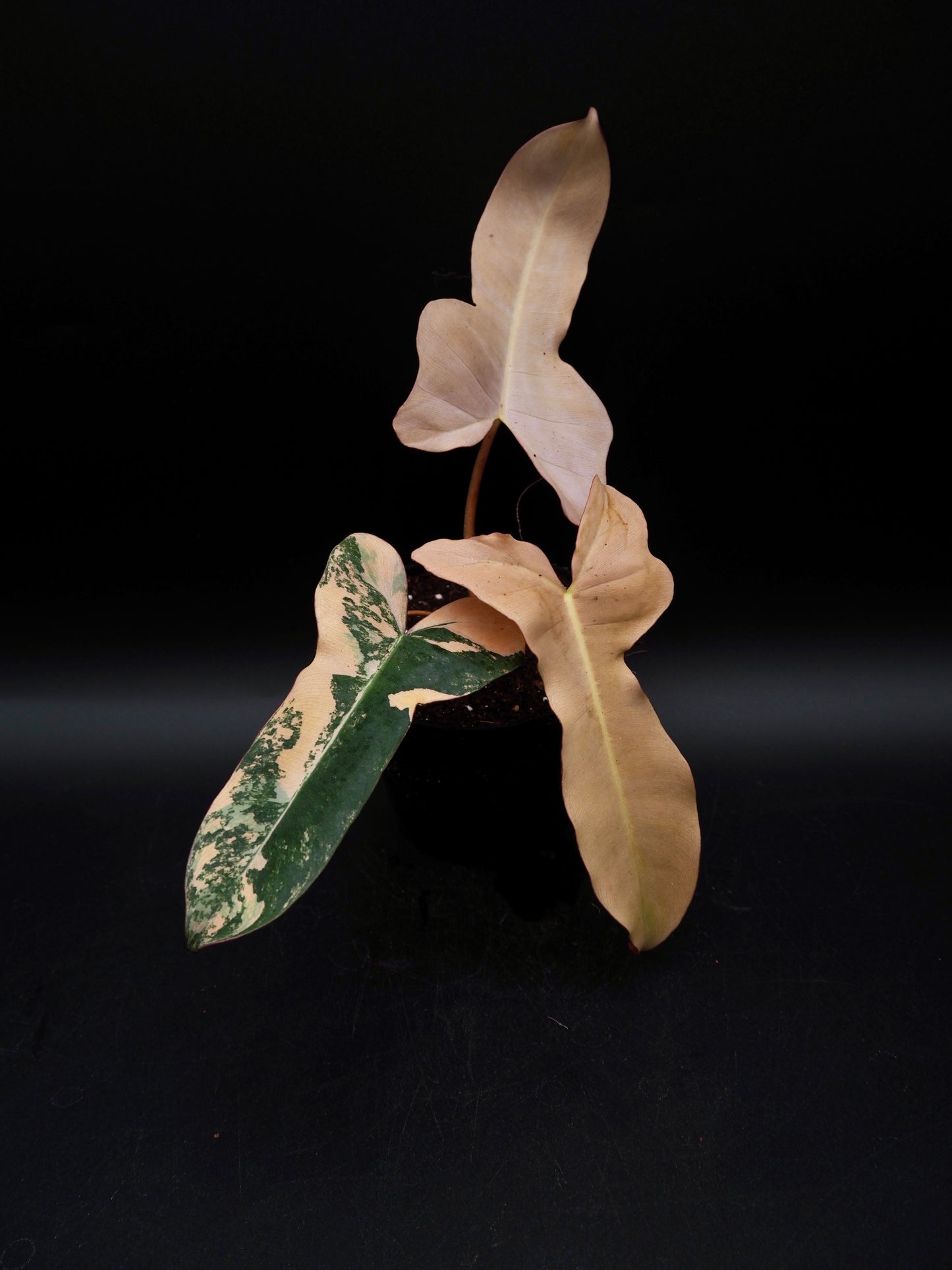 Philodendron Florida Beauty x Black Billietiae