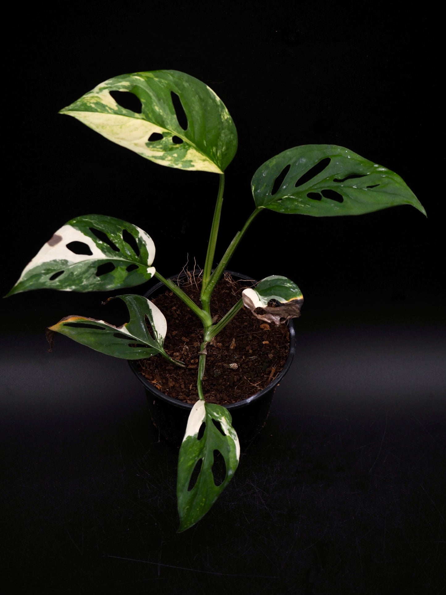 Monstera Laniata Albo Variegata