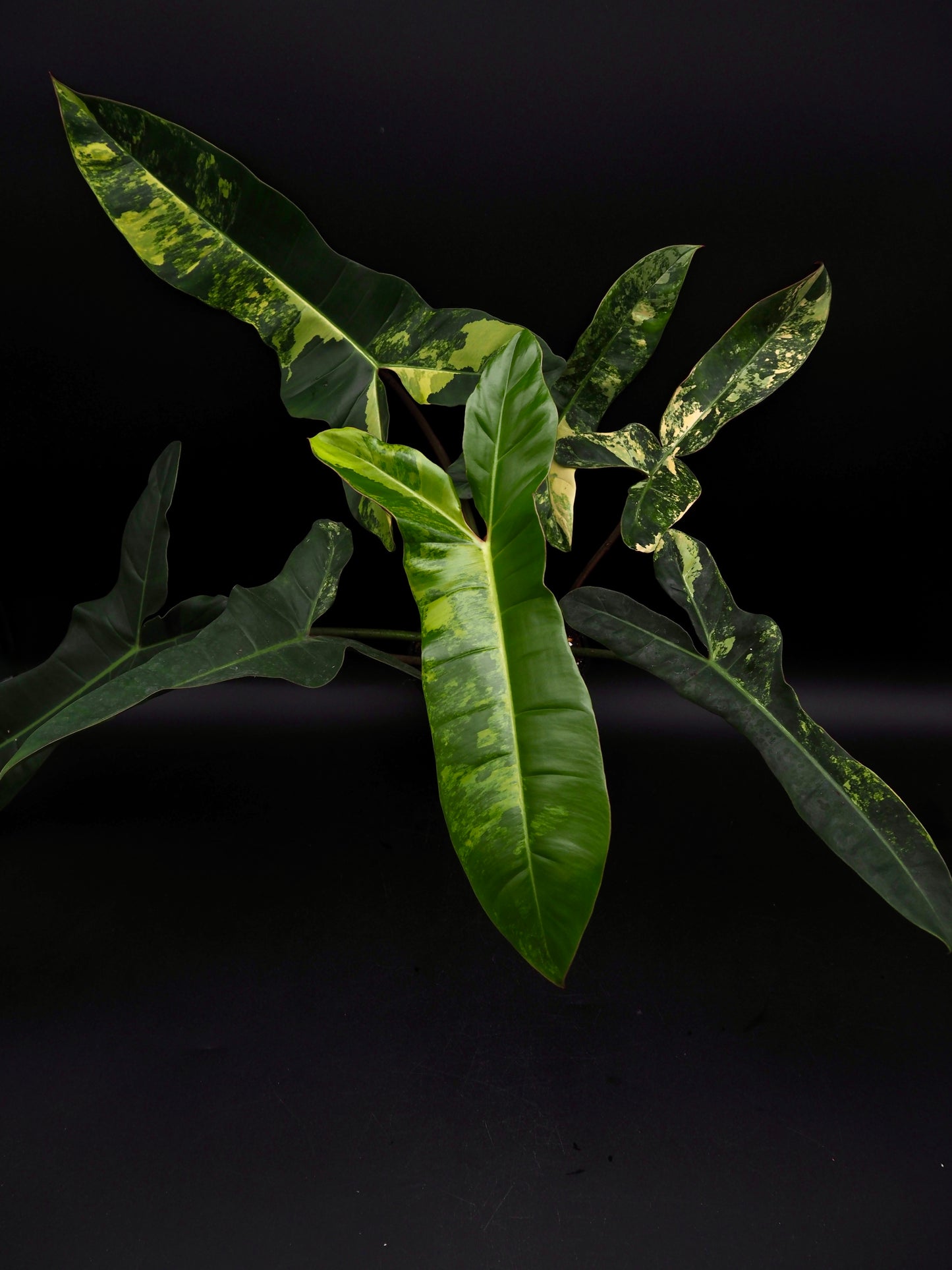 Philodendron Florida Beauty x Billitiea (Jennifer)