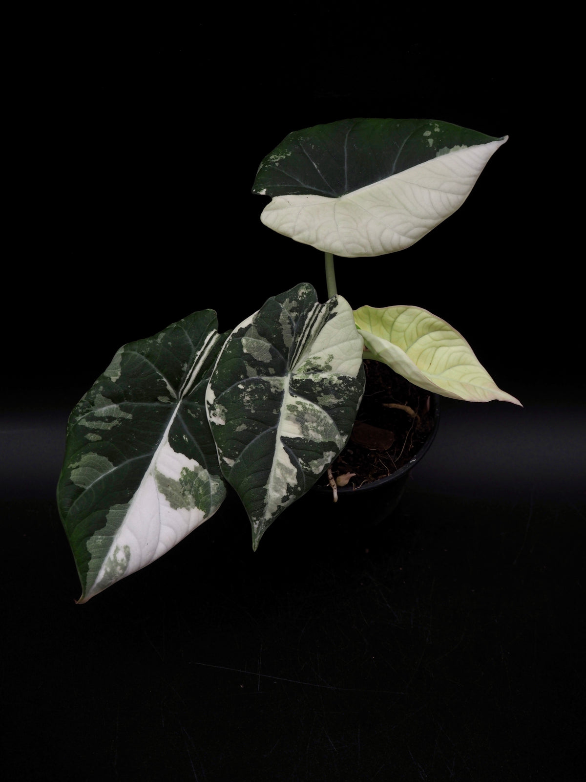 Alocasia Maharani Albo Variegata